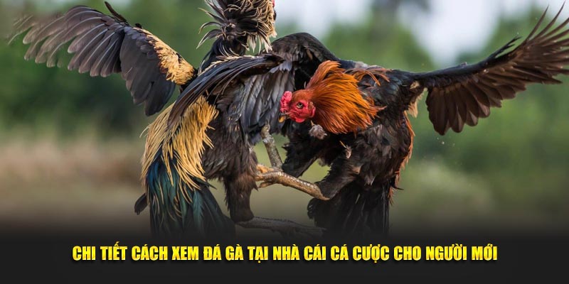 Chi tiết cách xem trực tuyến tại nhà cái cá cược cho người mới