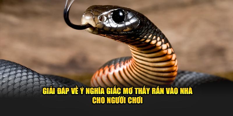 Giải đáp về ý nghĩa giấc mơ thấy rắn vào nhà cho người chơi