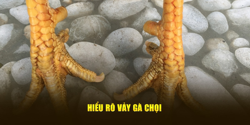 Hiểu rõ vảy gà chọi