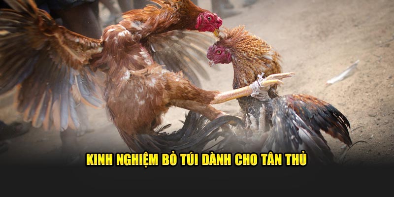 Kinh nghiệm bỏ túi dành cho tân thủ 