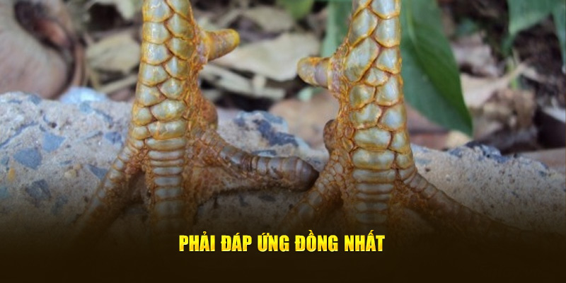 Phải đáp ứng đồng nhất