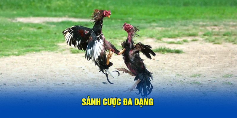 Sảnh cược đa dạng