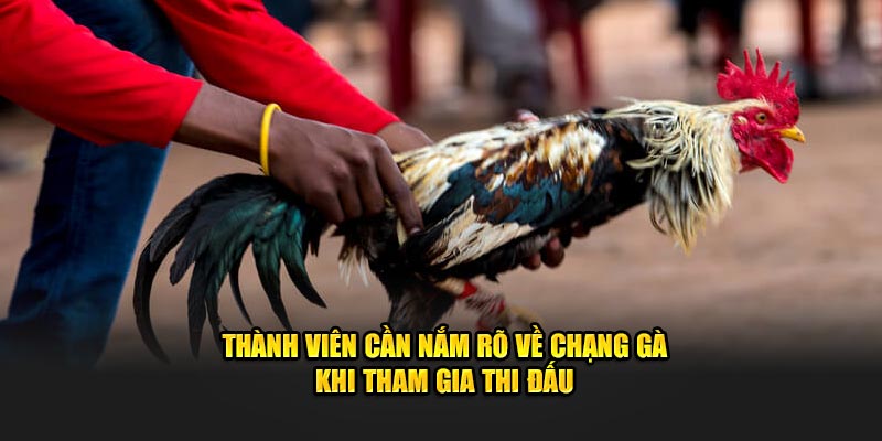 Thành viên cần nắm rõ về chạng gà khi tham gia thi đấu