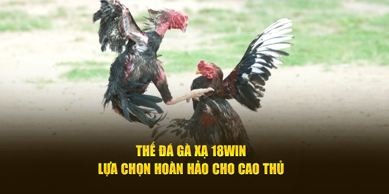 thế đá gà xạ