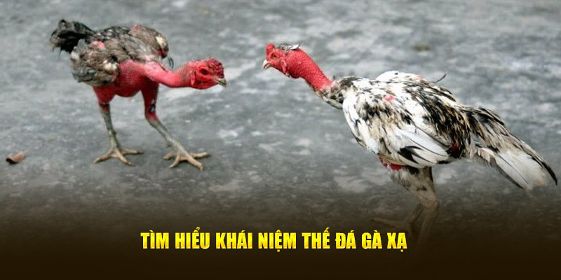 Tìm hiểu khái niệm thế đá gà xạ