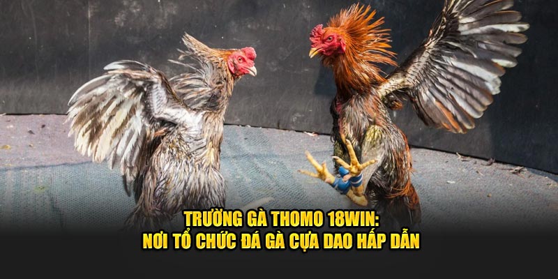 trường gà thomo