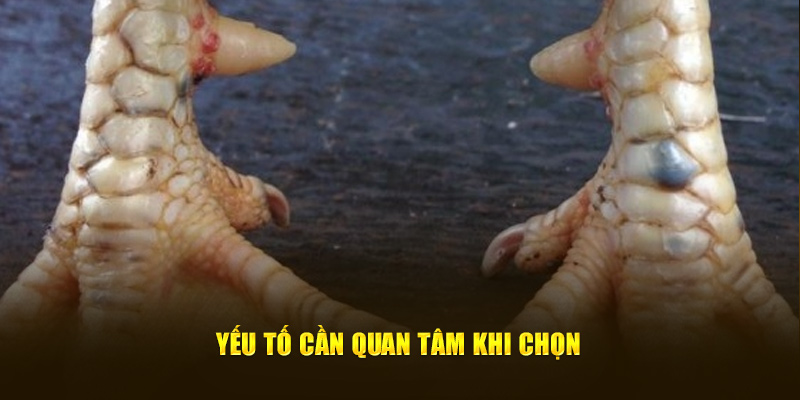 Yếu tố cần quan tâm khi chọn